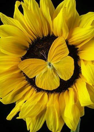 yellow-sunflower-butterfly