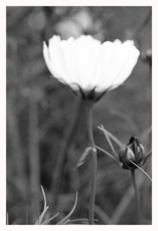 A Flower Revealing Its Light