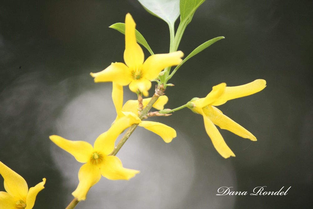 1431532E-6387-4934-BA07-70745F02C22F