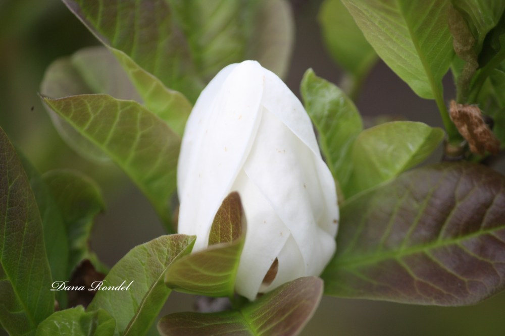 6ED93595-DD7B-4C77-B0D2-8EF647C995F9